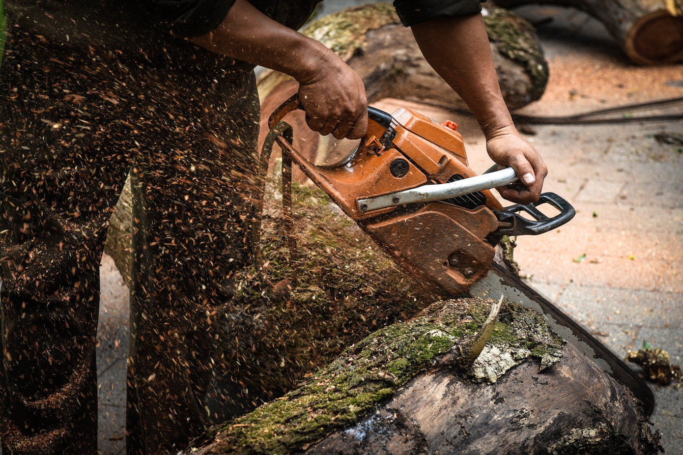 Ông Nguyễn Huy Quỳnh, Phó trưởng phòng Quản lý dự án và hạ tầng kỹ thuật (thuộc Ban quản lý hồ Hoàn Kiếm và phố cổ Hà Nội), cho biết quá trình chặt bỏ 3 cây sưa đỏ chết khô sẽ được hoàn thành trong 3 ngày. “Chúng tôi sẽ trồng thay thế ngay sau đó bằng 3 cây sưa đỏ khác có đường kính 10 cm trở lên”, ông Quỳnh thông tin thêm.