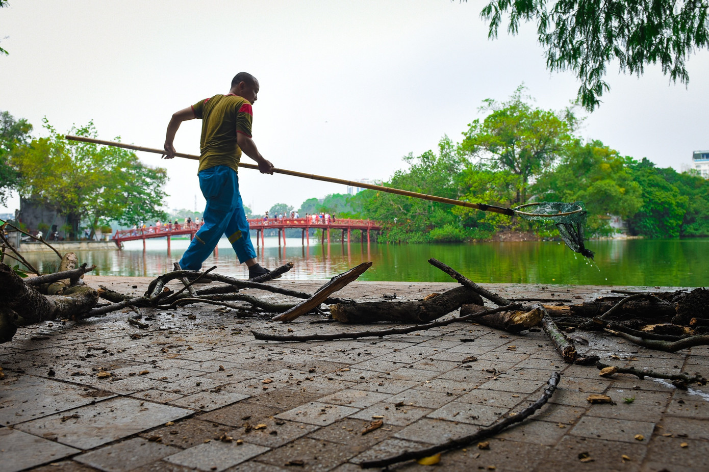 Nhân viên môi trường vớt nhánh, mùn cây sưa đỏ bị rơi xuống hồ Gươm ngay sau khi chặt bỏ, nhằm giữ gìn vệ sinh và đảm bảo mỹ quan đô thị.
