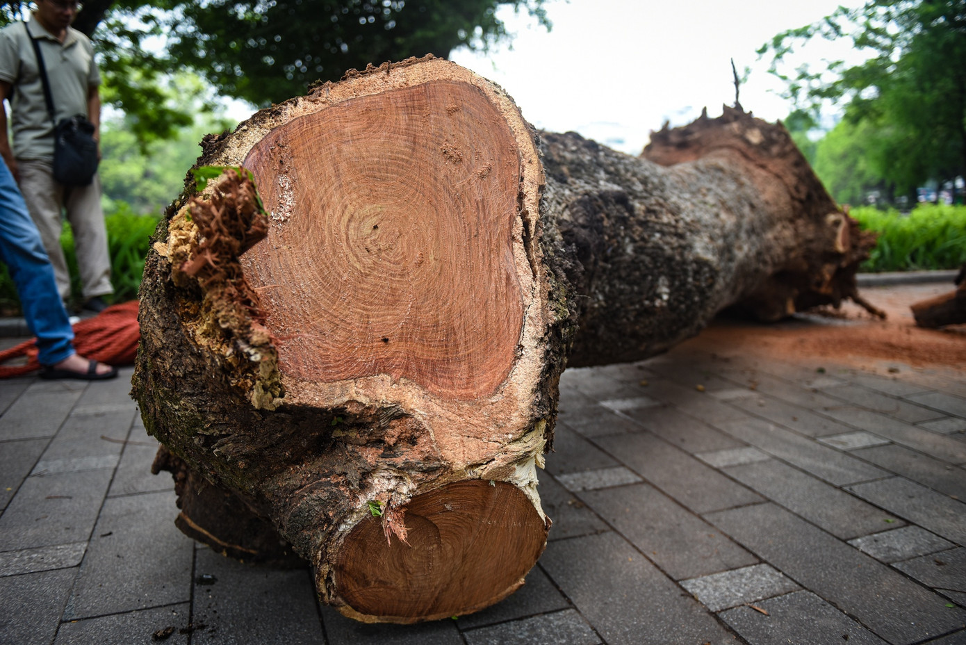 Gỗ sưa là loại gỗ quý, hiếm. Gỗ có chất lượng tốt, thớ gỗ mịn, đường vân đẹp. Đặc biệt, gỗ có hương thơm tự nhiên, thoảng nhẹ tựa như hương trầm.