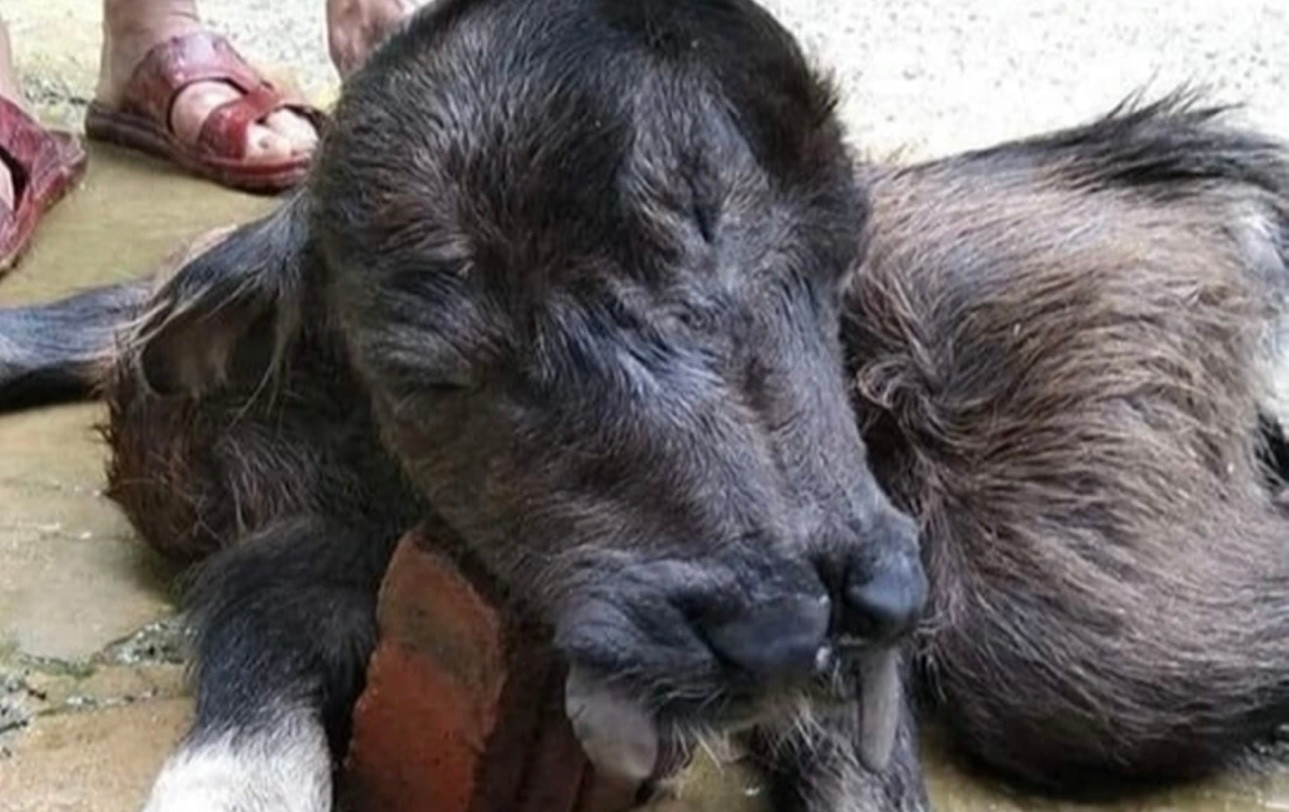 Con nghé bị dị tật, có 2 miệng (Ảnh: Fanpage Hậu Lộc - Thanh Hóa).