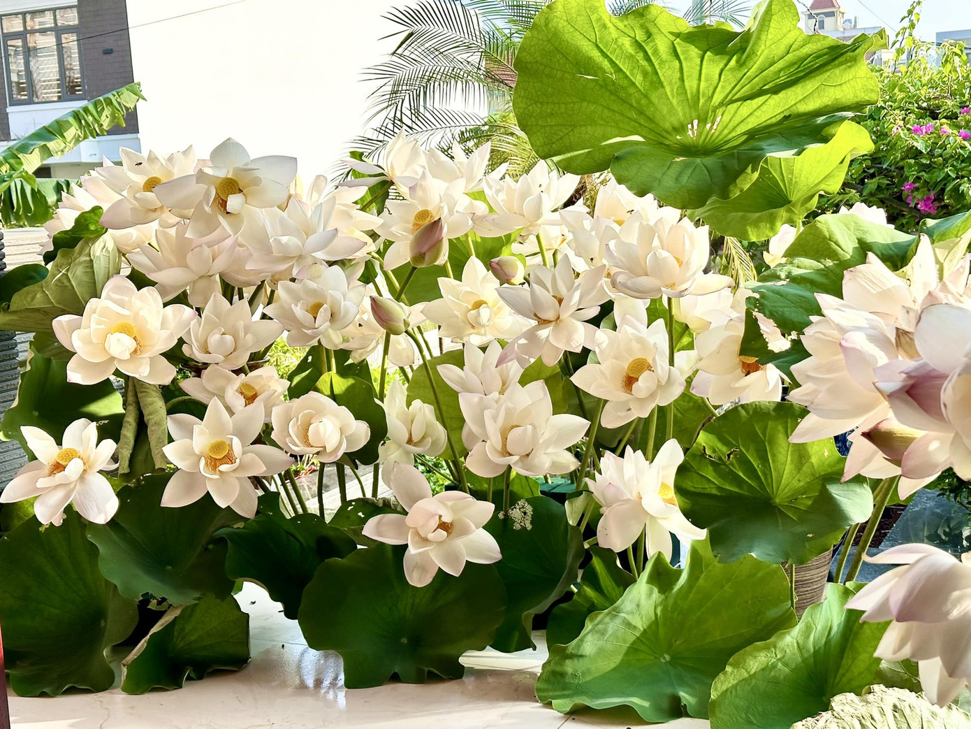 Bí quyết cắm đầm sen là phải có nhiều lá, đủ loại kích cỡ để tạo hình thật tự nhiên. Ảnh: Quỳnh Liên.