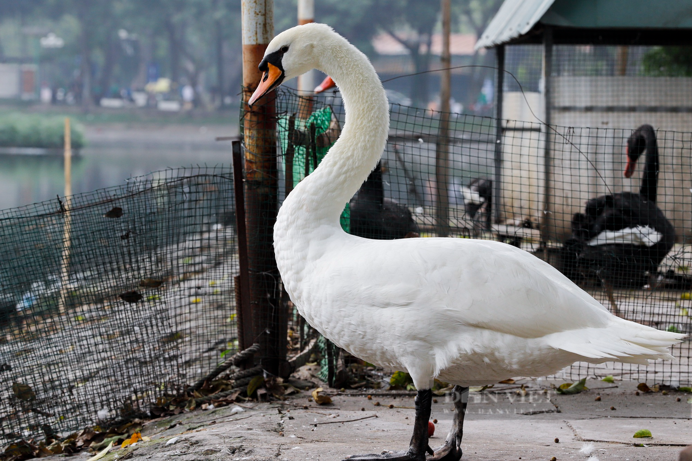 Cánh của những con thiên nga này cũng đã được cắt bớt để hạn chế bay lên bờ gây mất an toàn cho người tham gia giao thông.