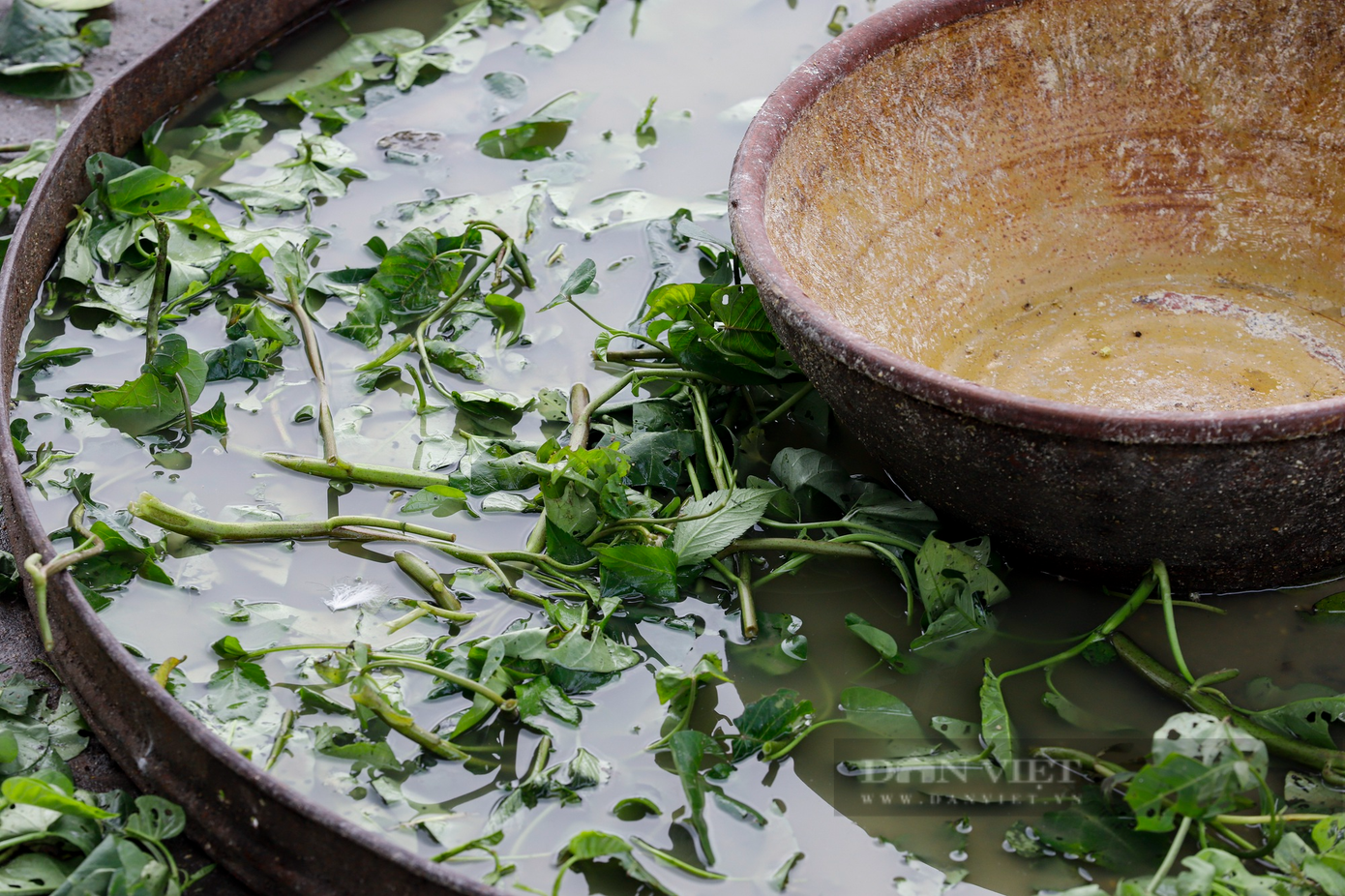 Mỗi ngày đàn thiên nga sẽ được cho ăn 2 lần, thức ăn là cám và rau. Hàng tháng, hàng quý, đơn vị quản lý vẫn mời bác sĩ thú y khám sức khỏe cho đàn thiên nga.