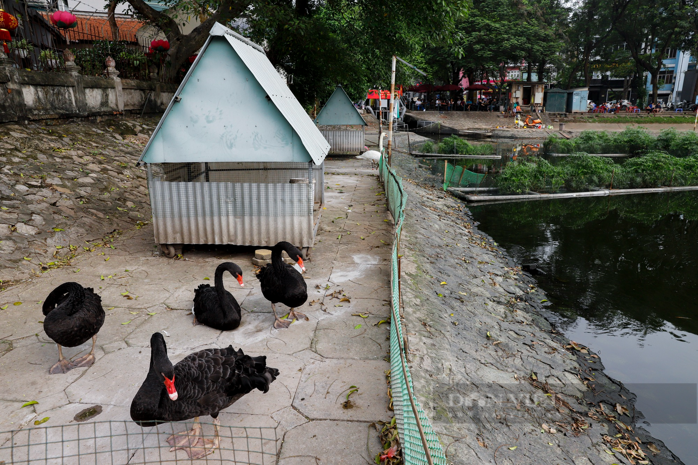 Năm 2018, Công ty TNHH MTV Thoát nước Hà Nội đã thả 12 con thiên nga (7 con màu đen và 5 con màu trắng) xuống hồ Thiền Quang. Thời gian đầu, đàn thiên nga được thả tự do bơi lội ở hồ Thiền Quang. Tuy nhiên, sau đó đàn thiên nga được nuôi nhốt trong chuồng ở một góc hồ Thiền Quang (phía đường Nguyễn Du).