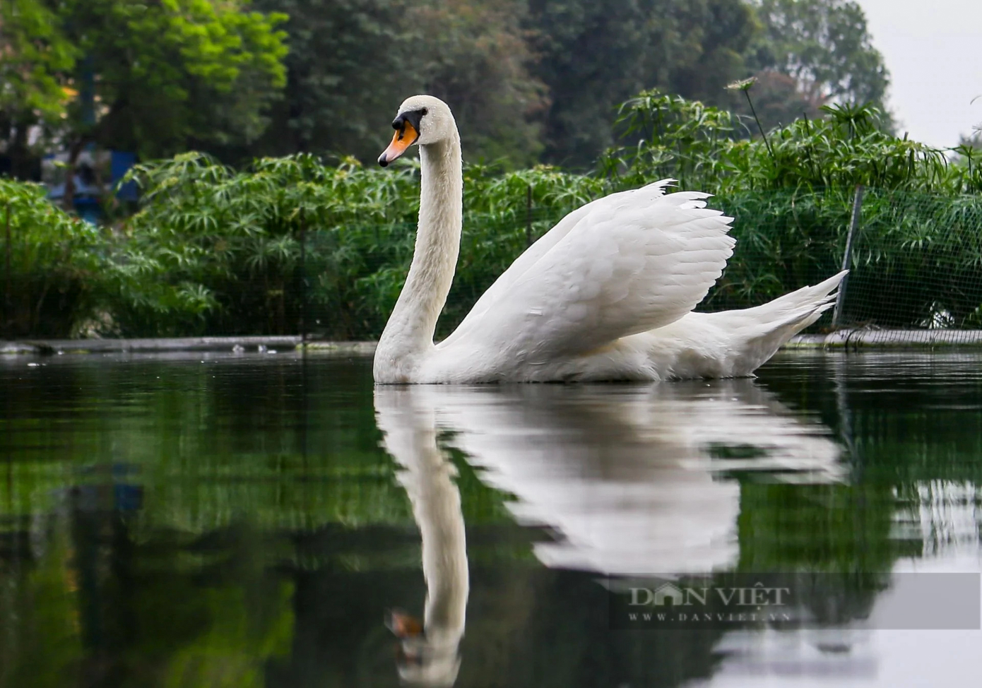 Được biết, trong số 6 con thiên nga bị chết thì 2 con do không thích nghi được, 4 con chết do ăn phải thức ăn có lưỡi câu ở hồ Thiền Quang.