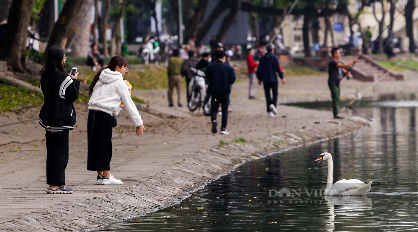 Cũng theo đại diện Công ty Thoát nước Hà Nội, hiện nay, chỉ vào dịp cuối tuần, đơn vị mới thả 6 con thiên nga ra hồ bơi lội. Những ngày còn lại, sẽ quây, nhốt ở một góc hồ Thiền Quang.