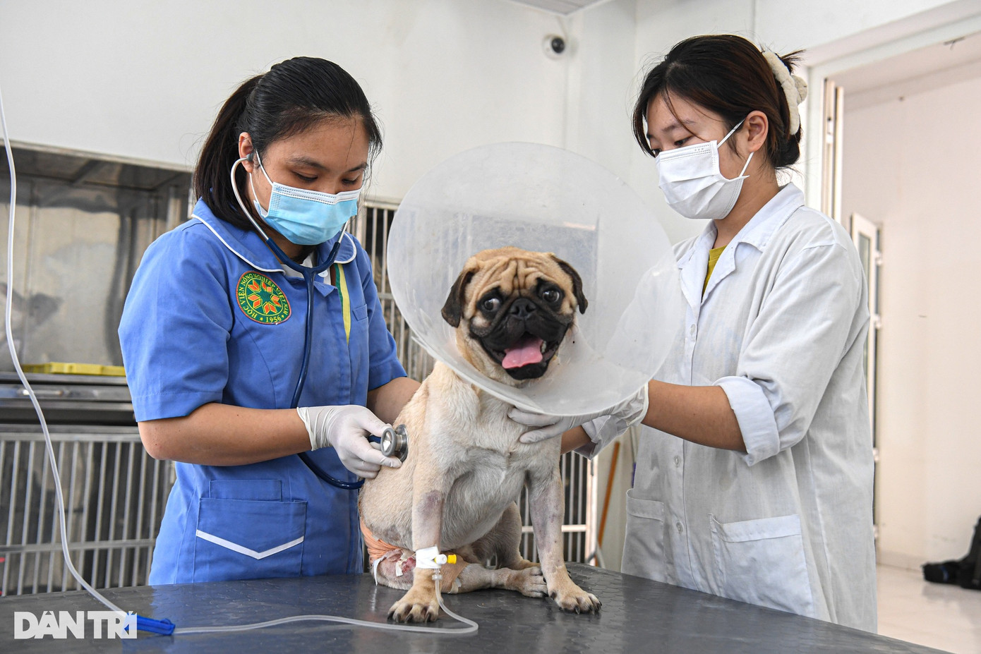 Ỉn, chú chó thuộc giống pug, nặng 9kg đã điều trị nội trú tại bệnh viện được 3 ngày. Thời điểm nhập viện, Ỉn có vết thương hở toác rộng ở chân, nhiều dịch viêm, chảy mủ. Qua khai thác bệnh sử, chủ của Ỉn cho biết, trước đó hơn 10 ngày, chú chó này bị cắn bởi một con chó lớn. Sau đó, Ỉn được đưa vào một phòng khám xử lý vết thương nhưng tình trạng ngày càng nặng và vết thương có dấu hiệu hoại tử.