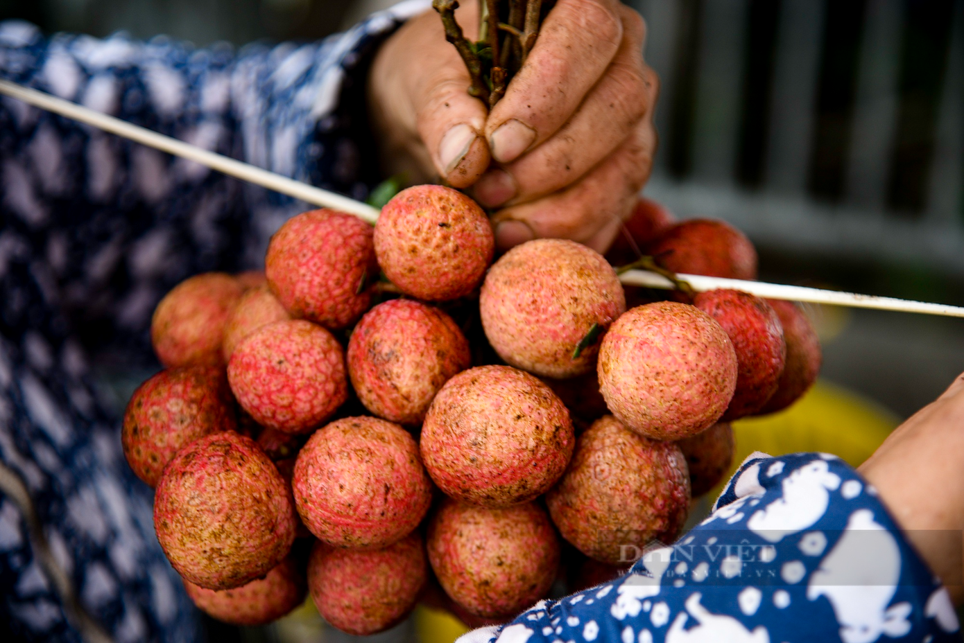 Những chùm vải được tiểu thương buộc theo cân nặng, trung bình từ 2 - 3 kg/chùm.