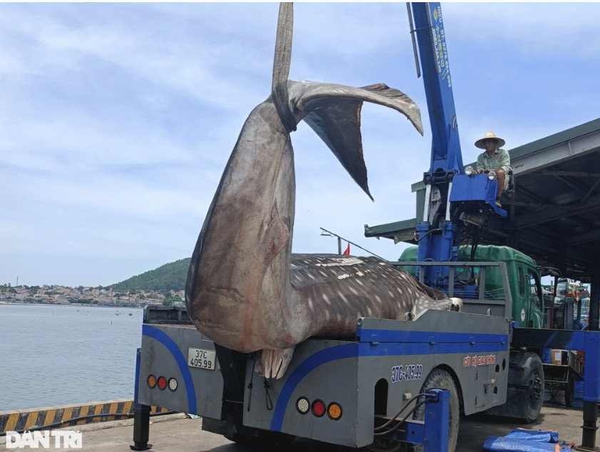 Cá voi được người dân dùng máy cẩu đưa đi an táng (Ảnh: Dân Trí). Cá voi được người dân dùng máy cẩu đưa đi an táng (Ảnh: Dân Trí).