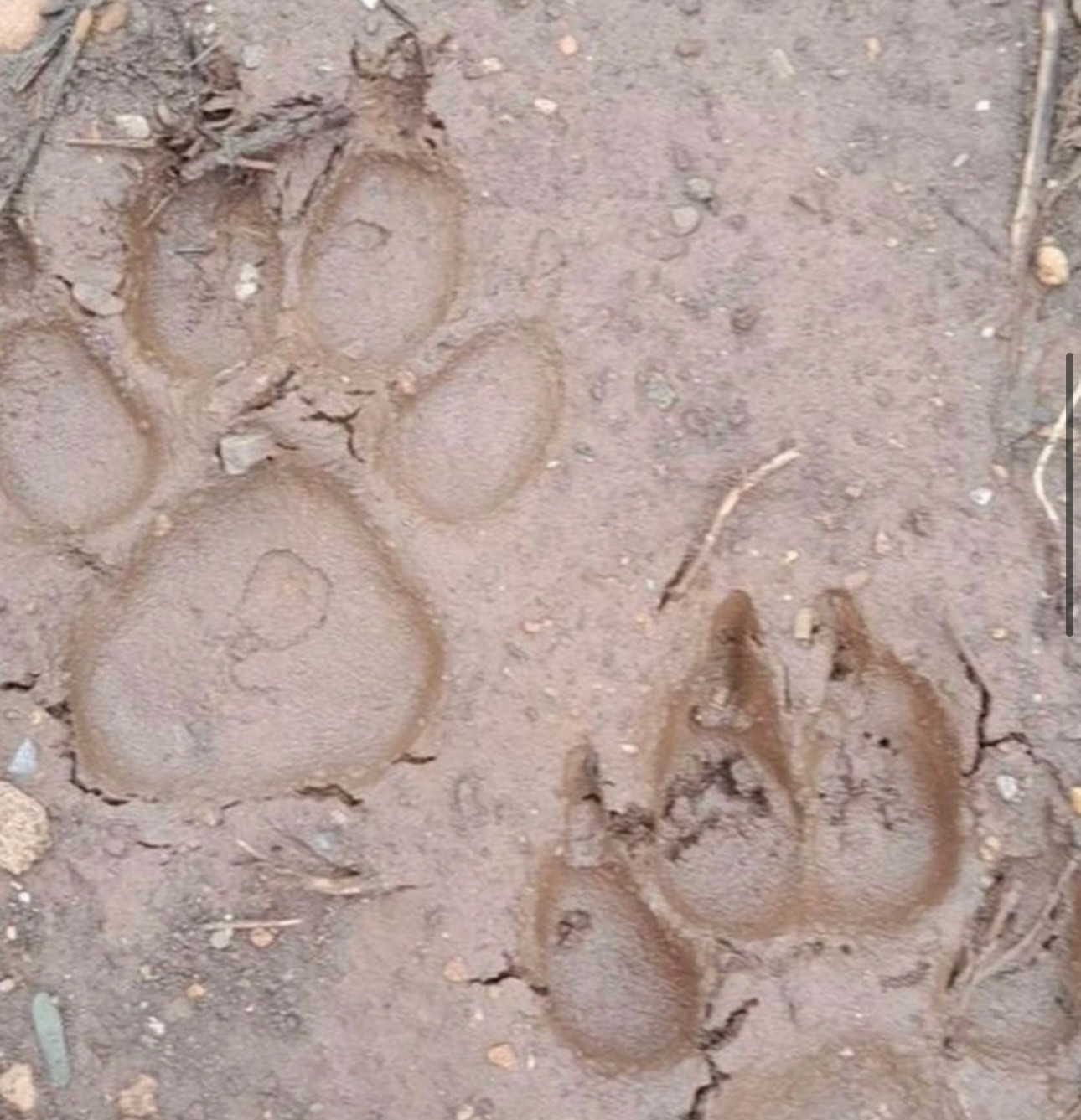 Dấu chân được cho là chân hổ người dân chụp lại (Ảnh: Vì Biên).