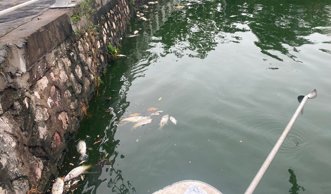 Quận Tây Hồ tăng cường lực lượng phối hợp với Cty thoát nước vớt cá chết, đảm bảo môi trường.