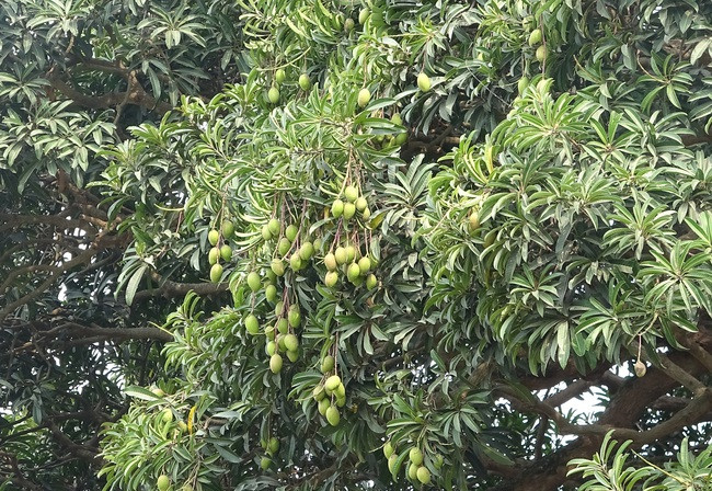 Thời điểm hiện tại, cây trôi đang vào mùa quả, quả trôi nhỏ và sai trĩu, nhìn từ xa chưa chắc đã thấy được vì chúng ẩn khuất bên trong những cành lá xum xuê.