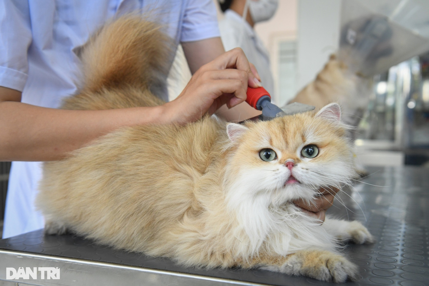 Với Gi Gi, chú mèo anh lông dài 4 tuổi, các bác sĩ xác định mắc tình trạng viêm mũi mãn tính, đi ngoài. "Hiện với chú mèo này chúng tôi cần can thiệp cho thở bằng oxy, đồng thời dùng thuốc giãn phế quản, giảm tiết dịch đường thở, xông và rửa mũi hàng ngày. Các bác sĩ phải lựa chọn kháng sinh để điều trị đồng thời bệnh viêm đường hô hấp và tình trạng đi ngoài", bác sĩ điều trị chia sẻ.