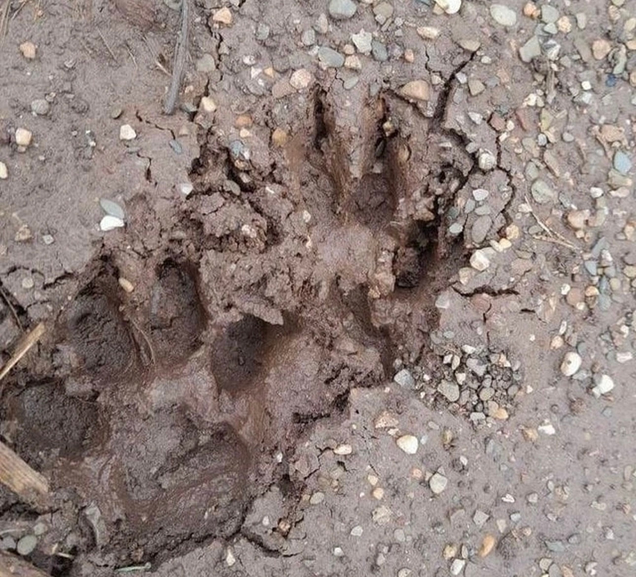 Hình ảnh được cho là dấu chân hổ được người dân chụp lại (Ảnh: Vì Biên).