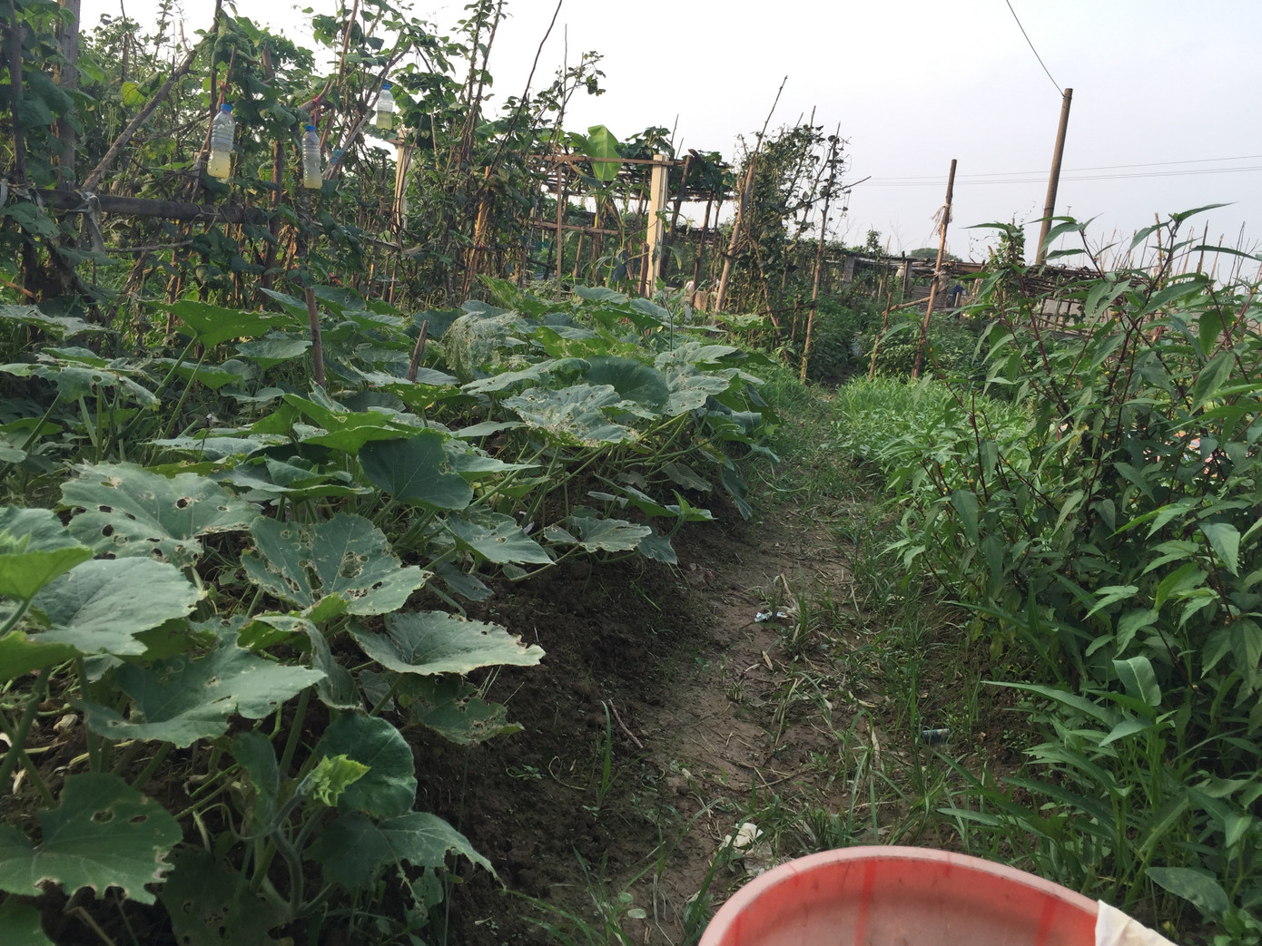 Chị Tuyền cho biết khu vườn đã cứu rỗi cuộc đời, giúp chị sống thảnh thơi, giải tỏa mệt mỏi và đau đớn bệnh tật.