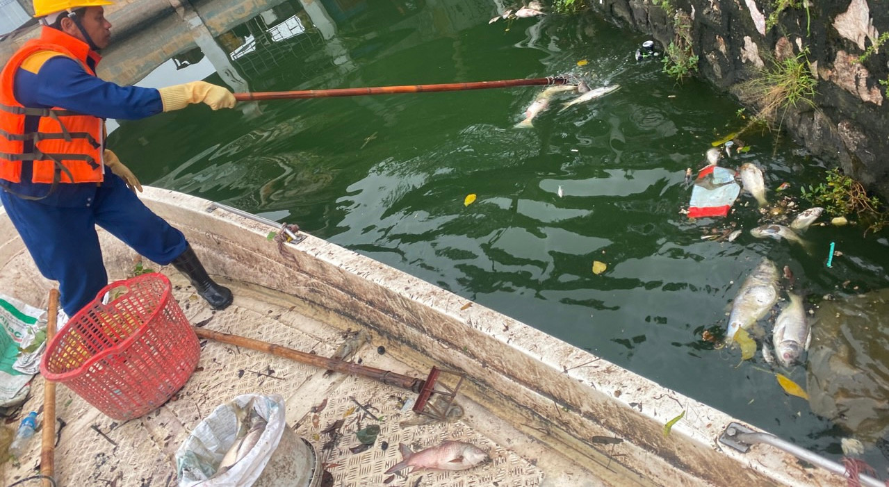 Quận Tây Hồ tăng cường lực lượng phối hợp với Cty thoát nước vớt cá chết, đảm bảo môi trường.