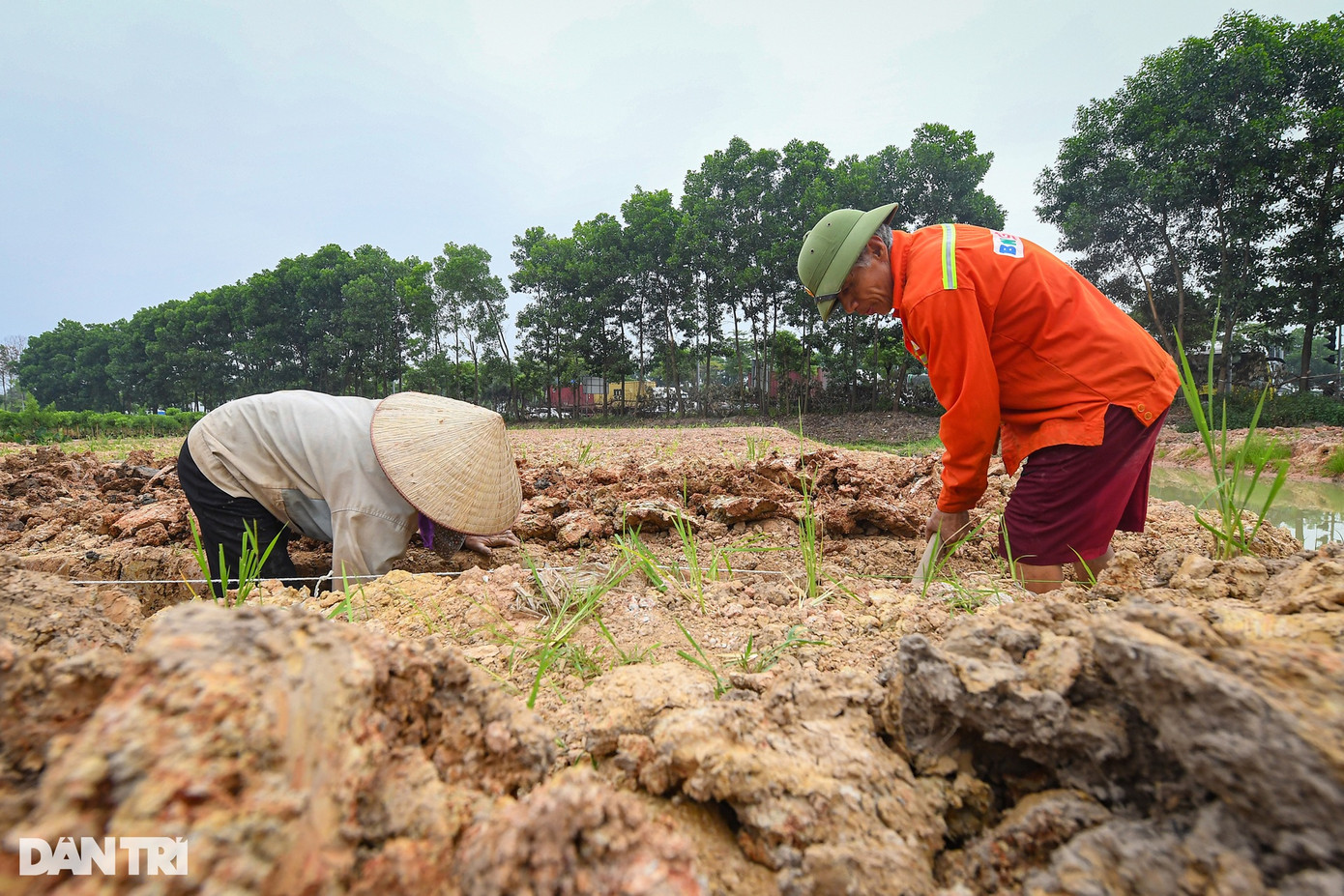Ông Việt, một nông dân tại xã Vĩnh Ngọc, đang cùng vợ phá ruộng lúa để vun luống trồng đào cảnh. Từ ngày có dự án Công viên Kim Quy và Thành phố Thông minh tại xã Vĩnh Ngọc, diện tích đất đai canh tác của nông dân giảm xuống. Tiền đền bù đất ruộng giúp một bộ phận dân cư "đổi đời" (Ảnh: Mạnh Quân).