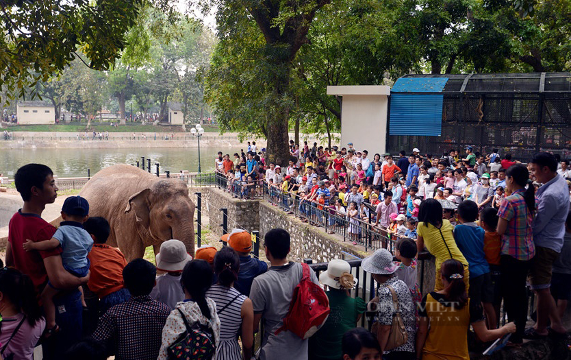 Công viên Thủ Lệ hay còn có tên gọi khác là vườn bách thú được xây dựng trên địa hình khá đẹp rộng khoảng 29 ha. Trong công viên là hồ nước mênh mông có gờ đất chạy dài bao bọc. Công viên được chia thành nhiều khu chẳng hạn như: khu bò sát nuôi rắn, kỳ đà, cá sấu. Khu này nằm trên dải đất có hồ nước, tạo nên các hang hốc thích hợp với đời sống của từng loài. Khu chim chóc thì có công, trĩ, uyên ương, hạc, cò, sếu cùng với các loài chim hót như họa mi, khướu. Ảnh: Thanh Hóa. Công viên Thủ Lệ hay còn có tên gọi khác là vườn bách thú được xây dựng trên địa hình khá đẹp rộng khoảng 29 ha. Trong công viên là hồ nước mênh mông có gờ đất chạy dài bao bọc. Công viên được chia thành nhiều khu chẳng hạn như: khu bò sát nuôi rắn, kỳ đà, cá sấu. Khu này nằm trên dải đất có hồ nước, tạo nên các hang hốc thích hợp với đời sống của từng loài. Khu chim chóc thì có công, trĩ, uyên ương, hạc, cò, sếu cùng với các loài chim hót như họa mi, khướu. Ảnh: Thanh Hóa.