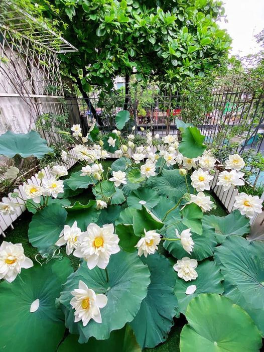 Đầm sen của chị Ngọc Phương trên sân thượng chung cư trông rất tự nhiên. Ảnh: NVCC