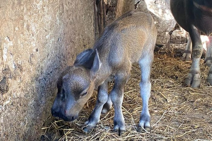 Con nghé có hình hài kỳ dị. Ảnh: TN Con nghé có hình hài kỳ dị. Ảnh: TN