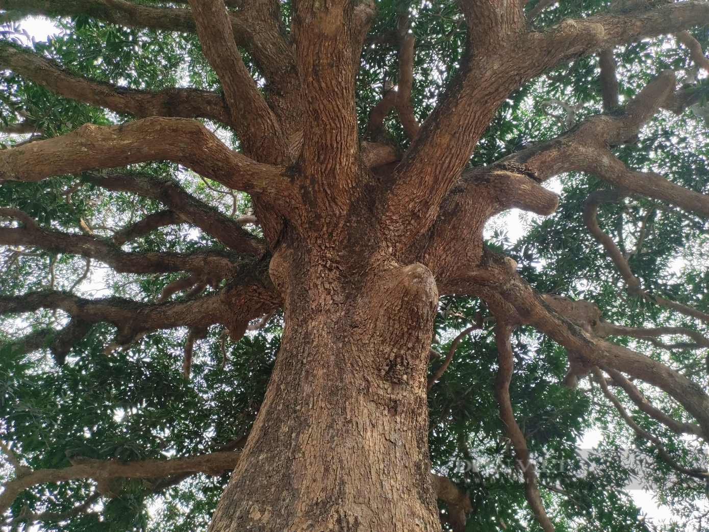 Cây trôi còn là minh chứng lịch sử trong hai cuộc kháng chiến chống Pháp và chống Mỹ của dân tộc.