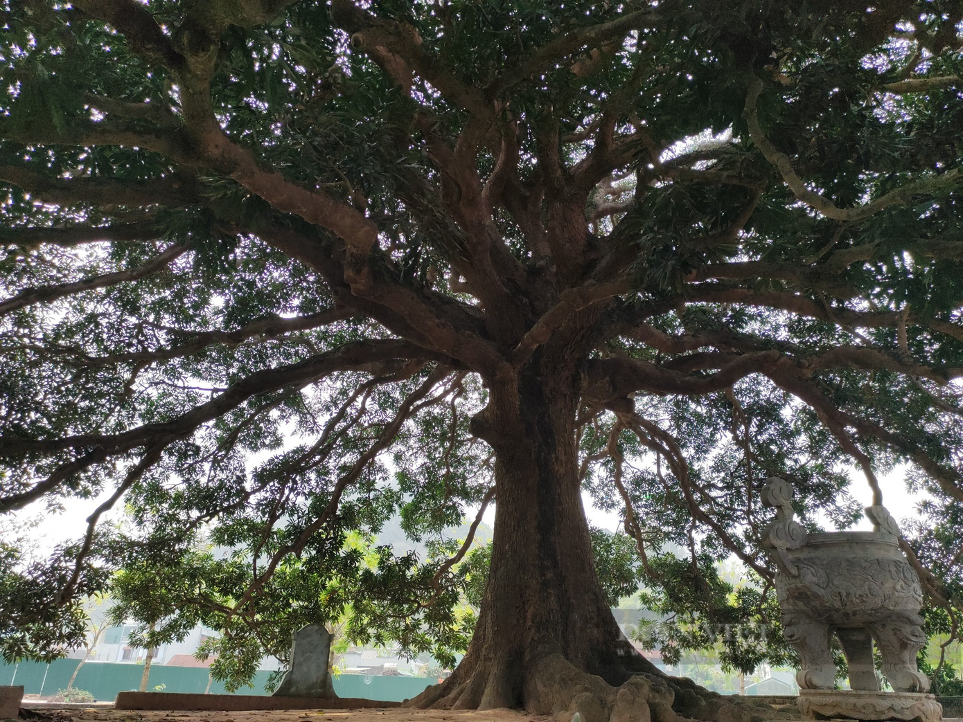 Những ngày hè oi ả, lũ trẻ con biến gốc cây thành nơi vui chơi hóng mát. Buổi chiều các cụ cao niên ngồi đánh cờ, tập thể dục dưới tán cây.