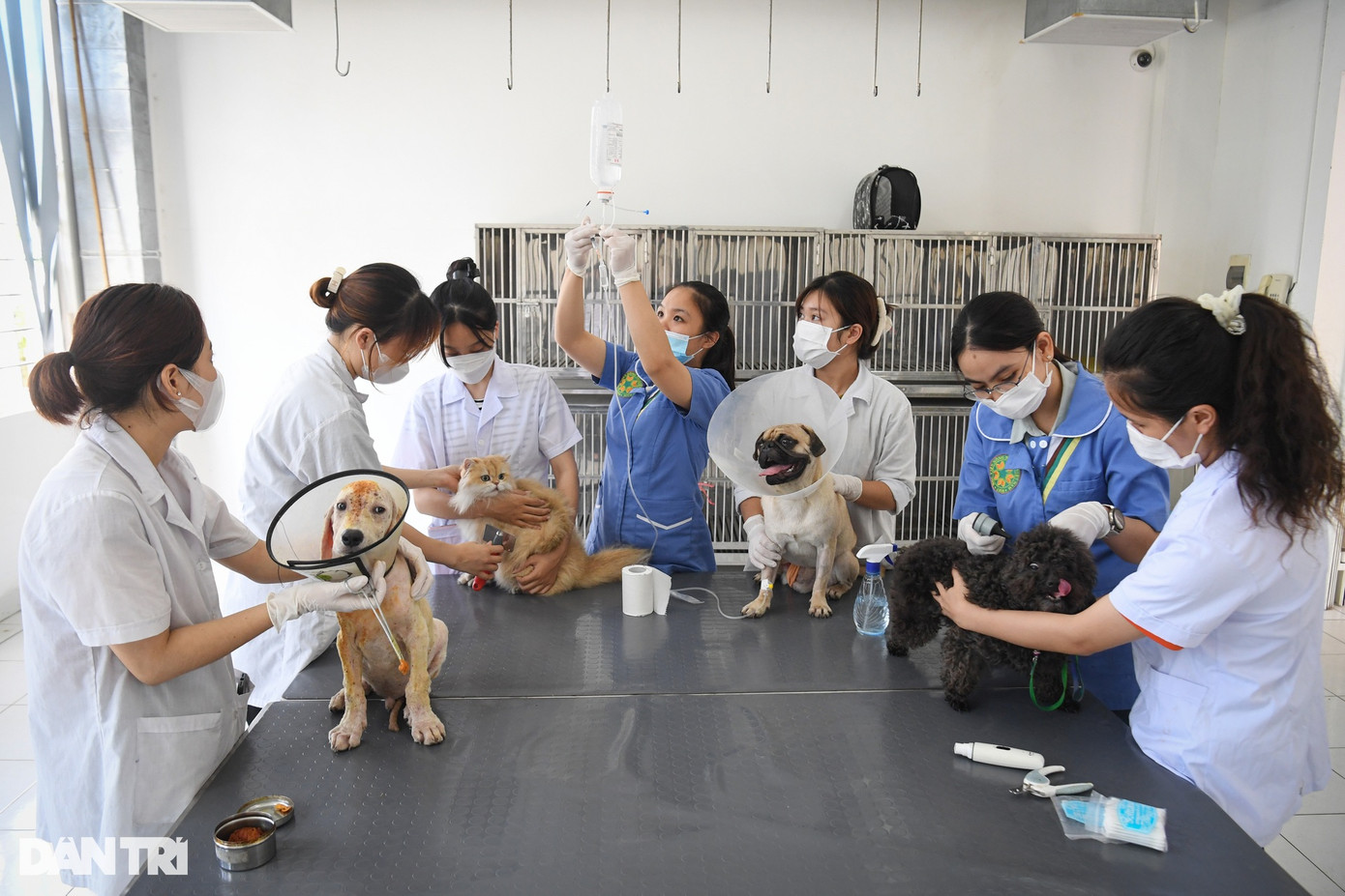 Cơ sở thú y này là bệnh viện thú y lớn nhất tại Việt Nam và ngang tầm với các nước trong khu vực. Theo TS Trần Văn Nên - Giám đốc Bệnh viện Thú Y Học viện Nông nghiệp Việt Nam, mỗi tháng cơ sở này tiếp nhận điều trị nội trú và ngoại trú cho hàng trăm "bệnh nhân bốn chân". Bên cạnh đó, nơi đây còn tiếp nhận xét nghiệm hàng trăm mẫu bệnh phẩm được gửi về từ các trang trại.