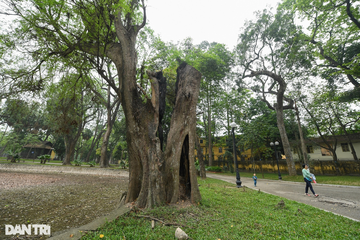 Hiện Công viên Bách Thảo có hơn mười cây xanh cổ thụ như phượng, muồng, bụt mọc, muồng hoa đào, dáng hương ấn,... chết khô nhưng chưa được di chuyển hoặc trồng cây mới.