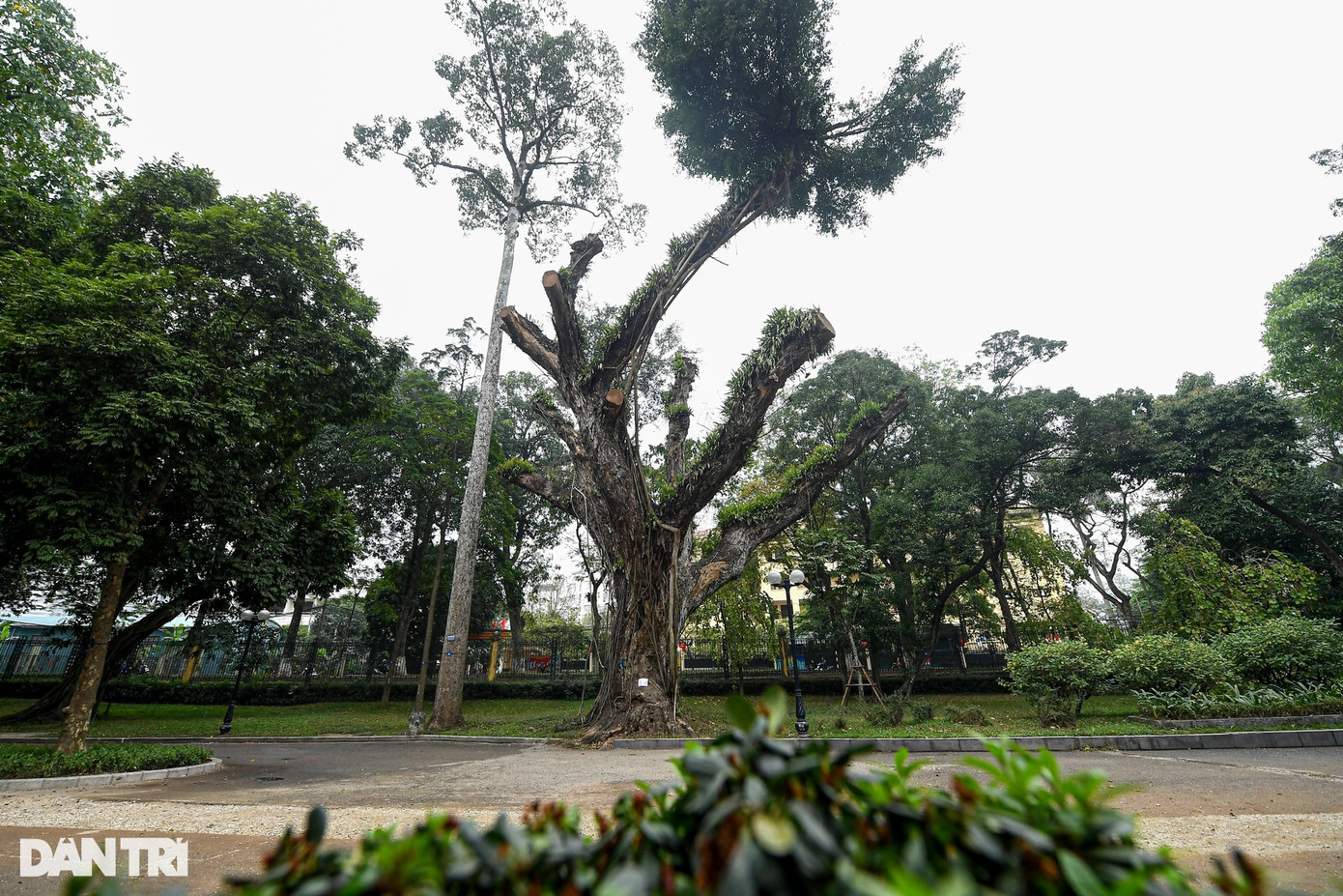 Cây muồng ngủ có chu vi hơn 7,7m; đường kính hơn 2,4m; cao 19m; đường kính tán 23m, nay đã chết khô. Đại diện Xí nghiệp quản lý Công viên cây xanh số 3 (trực thuộc Công ty TNHH MTV Công viên cây xanh Hà Nội) - đơn vị quản lý Công viên Bách Thảo cho biết, sau khi cây chết hoàn toàn vào năm 2022, công ty đã kiến nghị với các sở, ban ngành của TP Hà Nội cưa, cắt bỏ những phần tán để đảm bảo an toàn cho người dân và du khách. Cây muồng ngủ trên có tuổi đời hơn 100 năm. Hiện Công viên Bách Thảo ngoài cây muồng ngủ còn có 11 cây khác đang chết khô.