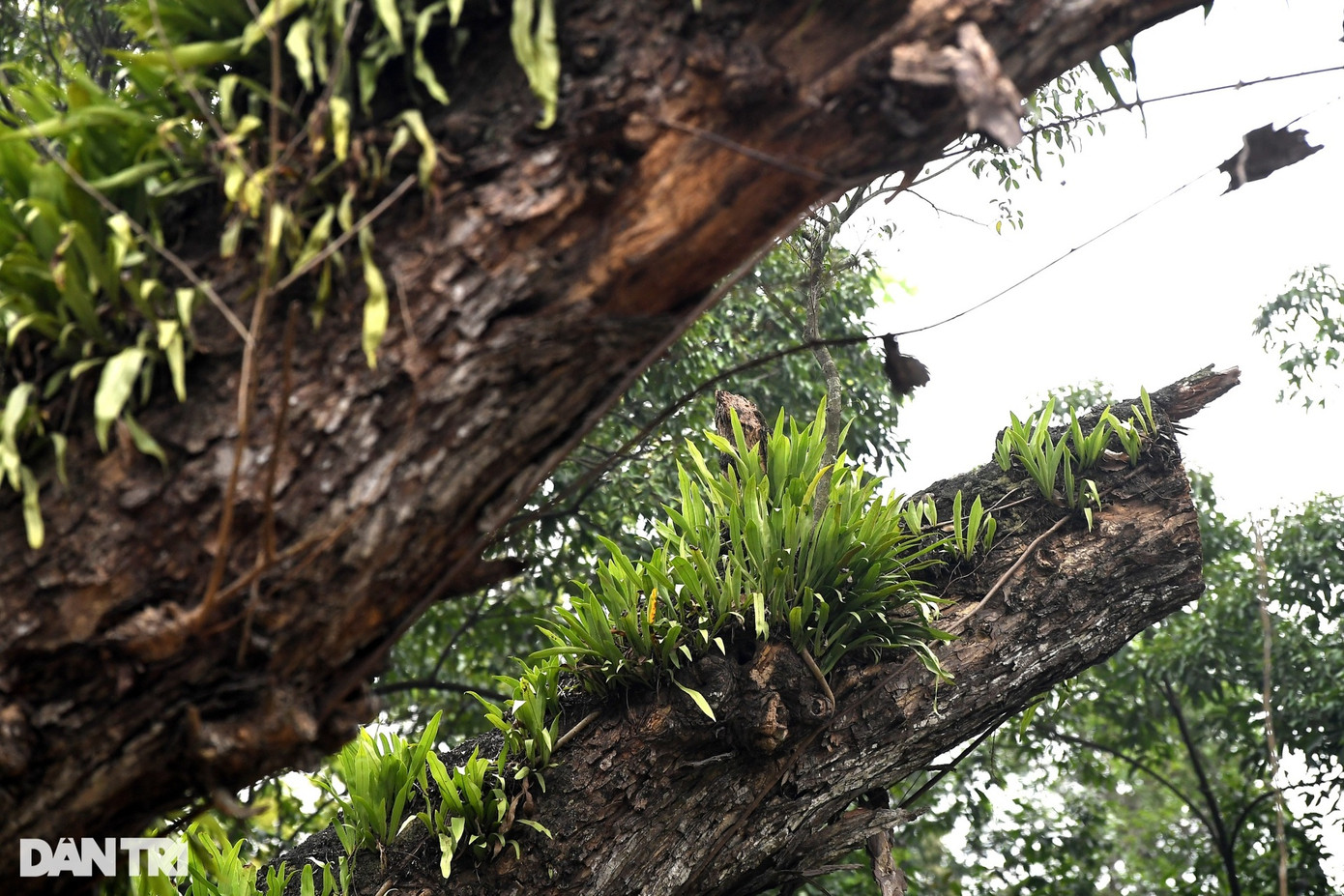 Đơn vị quản lý đã dán thông báo nguy hiểm, cây khô cành dễ gãy, để đảm bảo an toàn cho người dân và du khách. Theo thông tin từ Xí nghiệp quản lý Công viên cây xanh số 3, cây muồng ngủ bị chết là một trong số những cây lớn tuổi nhất tại Công viên Bách Thảo. "Cây chết là do tuổi thọ cao, già cỗi và sâu bệnh chứ không có yếu tố tác động từ bên ngoài" - đại diện xí nghiệp quản lý Công viên cây xanh số 3 nói và cho biết thêm, công ty đã có văn bản gửi các đơn vị chức năng tiến hành hạ, di chuyển cây muồng ngủ trên đến nơi an toàn, trồng thay thế cây khác.