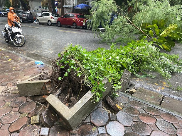 Phần gốc cây bị bật rễ, đổ ra đường. (Ảnh: PV/Vietnam+)