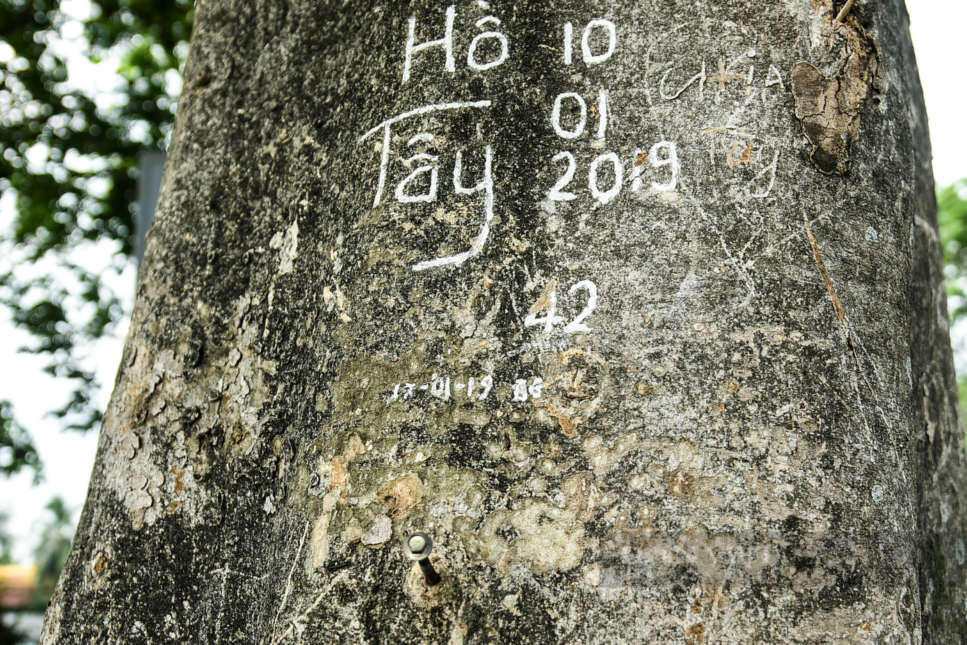 Chữ viết và đinh xuất hiện chi chít trên thân cây.