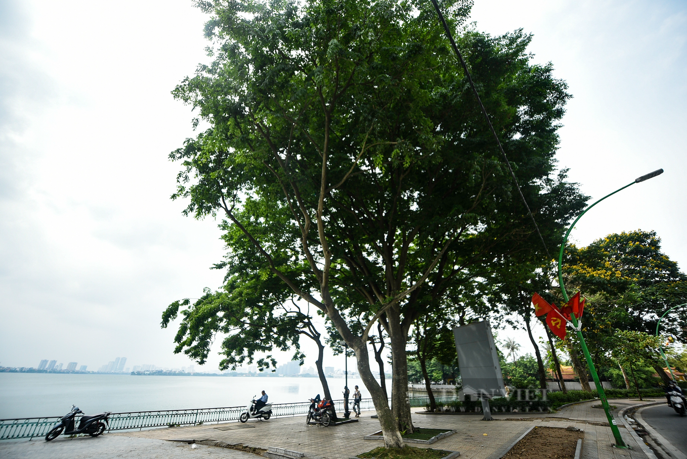 Cây sưa tại tuyến đường Thanh Niên ven hồ Tây là địa điểm quen thuộc của giới trẻ mỗi mùa hoa sưa về.