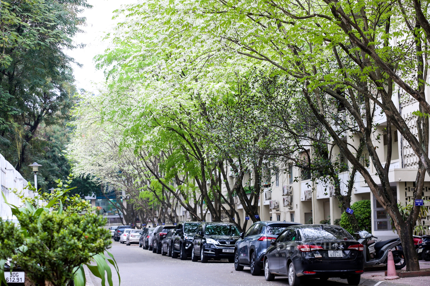 Tại khuôn viên khu nhà Ngoại giao đoàn ven hồ Đắc Di, một hàng cây sưa cũng được trồng tại đây.