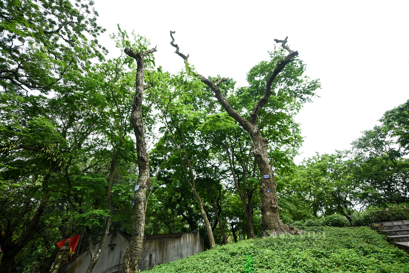 Núi Nùng nằm trong công viên Bách Thảo (Hà Nội) được mệnh danh là núi “triệu đô” bởi trên ngọn núi này là một quần thể gồm hàng chục cây sưa đỏ quý hiếm.