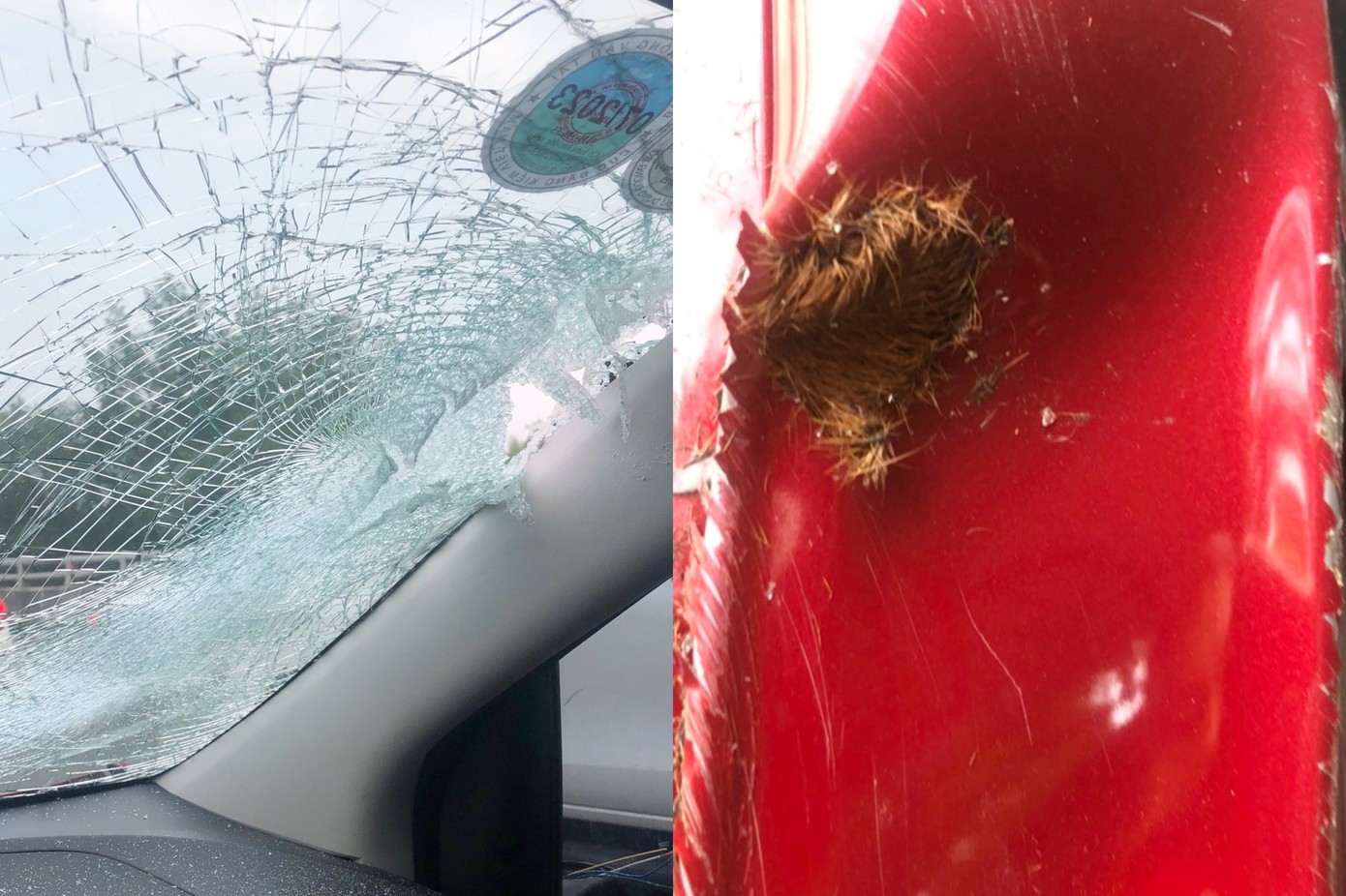 Kính chắn gió bể nát và phần đầu ôtô móp méo còn dính lông bò sau cú va chạm. Ảnh: M.H.