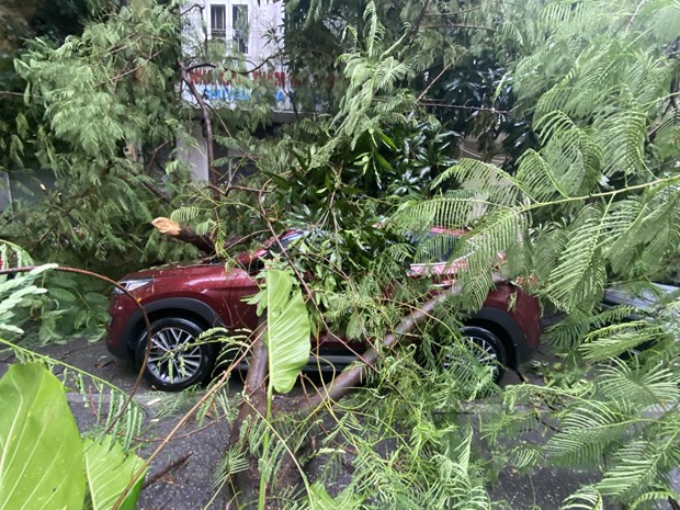 Chiếc xe Hyundai Tucson không may mắn ' hứng trọn' chiếc cây. Rất may không có thương vong về người. (Ảnh: PV/Vietnam+)