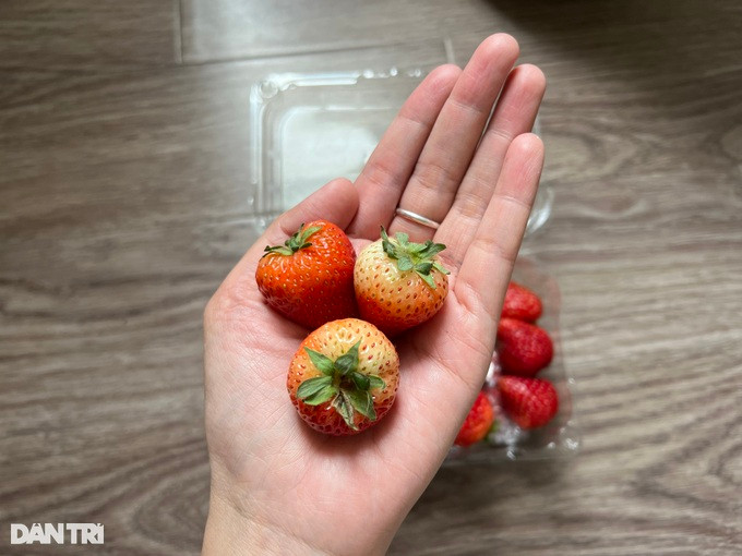 Từ đầu tháng 2, dâu tây ồ ạt xuống phố Hà Nội với mức giá "siêu rẻ". Từ đầu tháng 2, dâu tây ồ ạt xuống phố Hà Nội với mức giá "siêu rẻ".