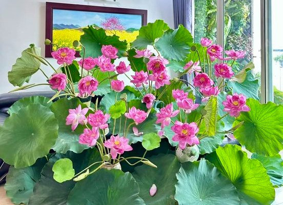 Đầm sen giữa phòng khách nhà chị Võ Ngọc Bông (Hà Nội). Ảnh: NVCC