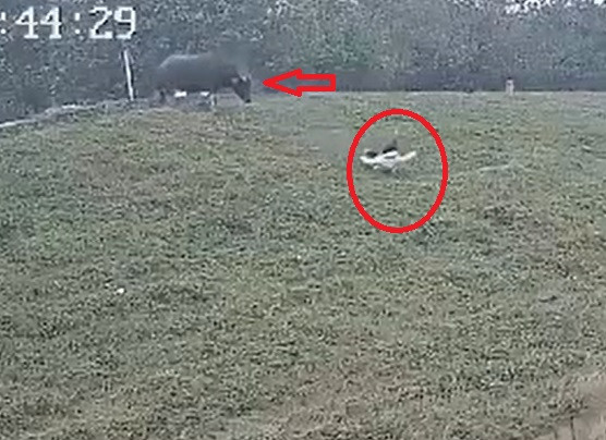 Con trâu điên cuồng húc chị T. lộn nhào từ trên đường xuống thân đê. Ảnh chụp màn hình clip.