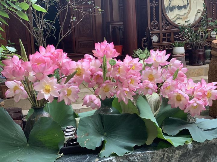 Đầm sen cắm ngoài sân của chị Minh Nhật. Ảnh: NVCC