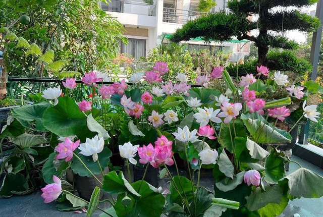 Chị Thùy Anh cắm đầm sen tặng mẹ - một người yêu hoa. Ảnh: NVCC