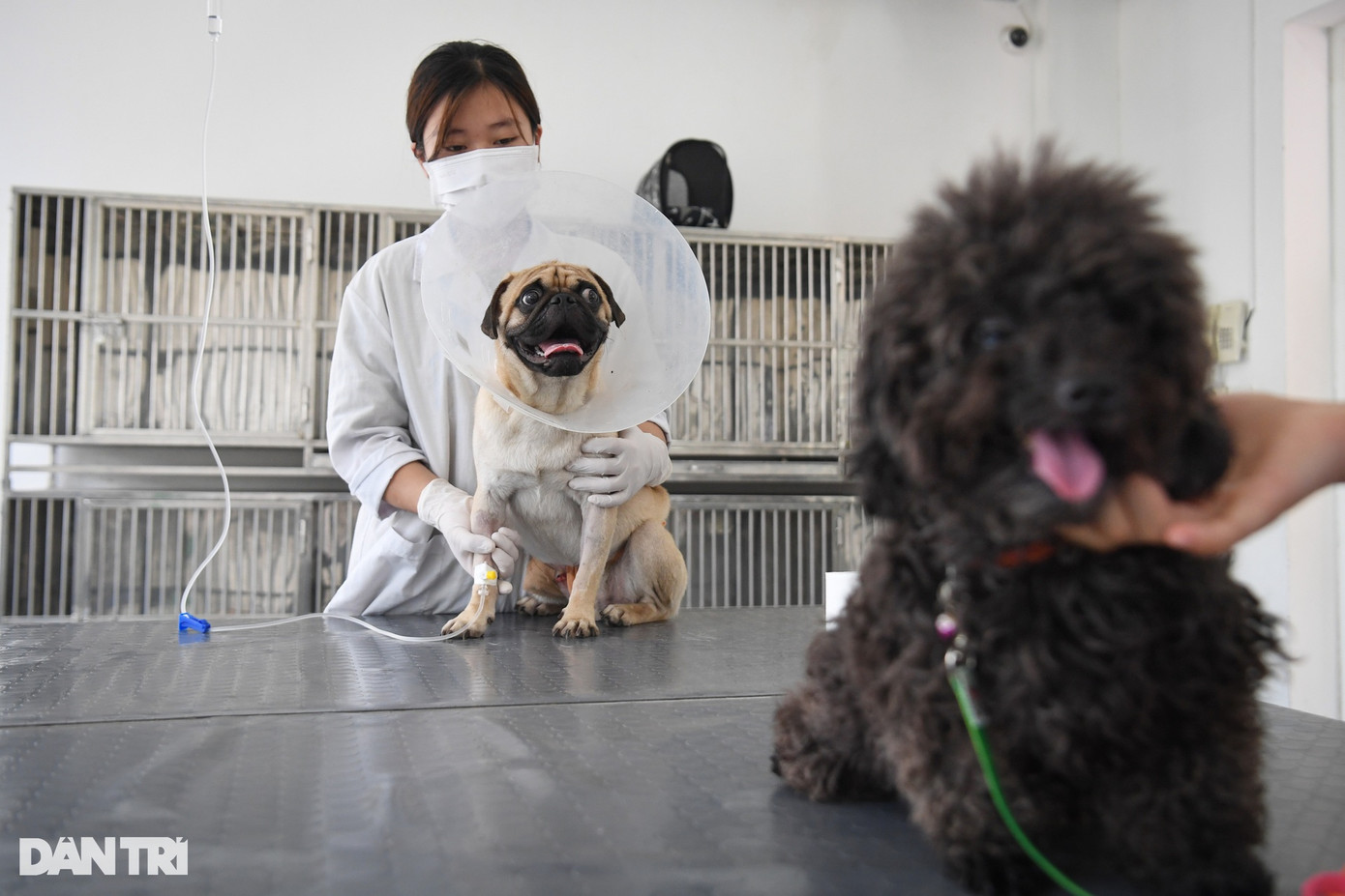 Một điểm đặc thù của bác sĩ thú y, theo TS Nên, là hoàn toàn có thể đối mặt với sự tấn công của chính "bệnh nhân" của mình. Do đó, các bác sĩ thú y còn cần phải hiểu biết được con vật và có phương pháp tiếp cận phù hợp.