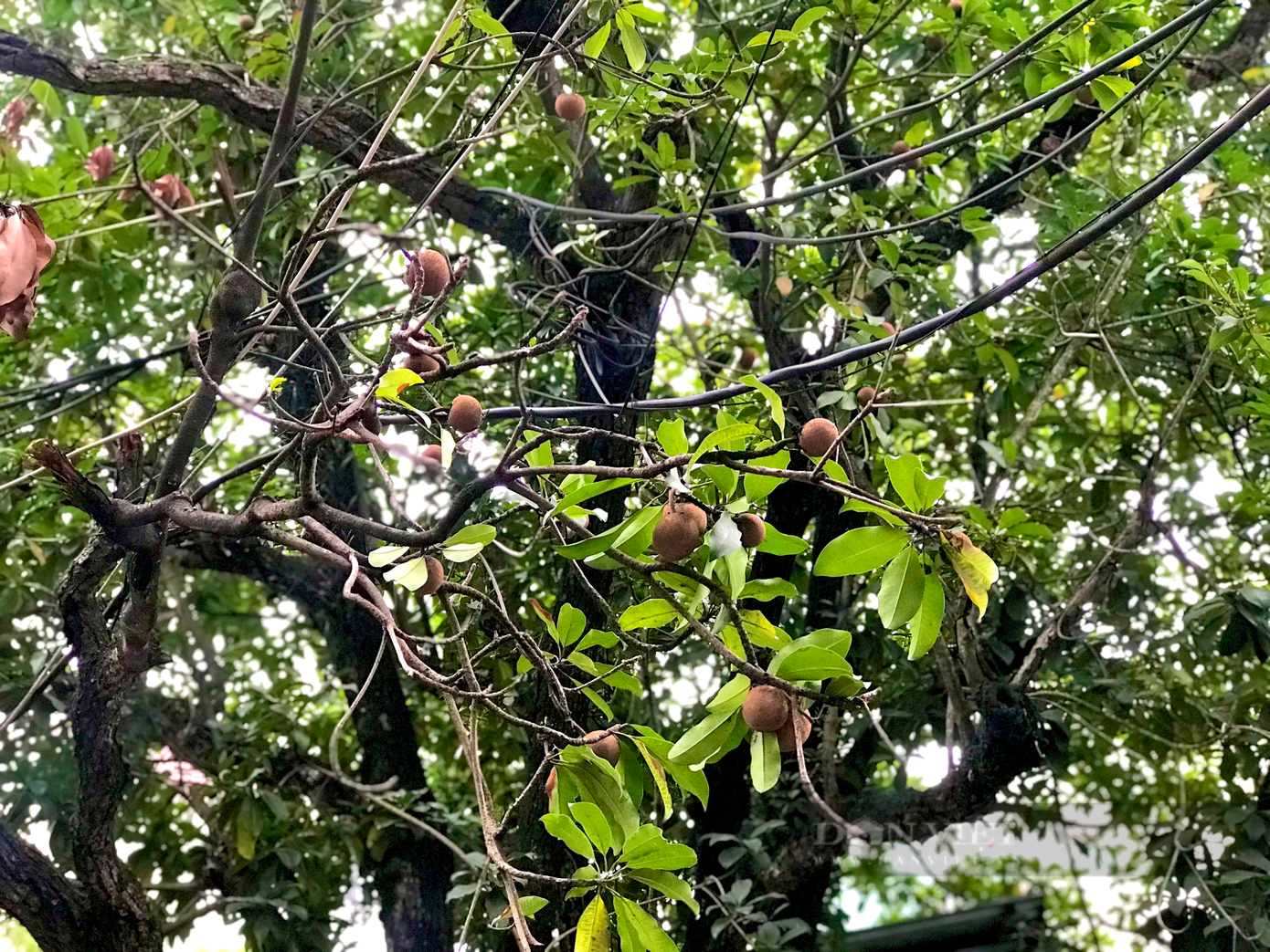 Thời tiết khắc nghiệt, quả hồng xiêm cũng ra quả nhỏ và muộn hơn bình thường. Ảnh: Nguyễn Tùng. Thời tiết khắc nghiệt, quả hồng xiêm cũng ra quả nhỏ và muộn hơn bình thường. Ảnh: Nguyễn Tùng.