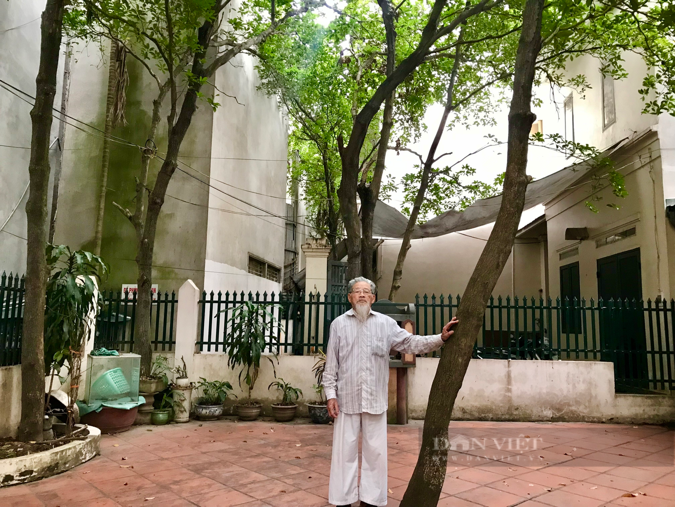 Những cây hồng xiêm này đã đồng hành với ông Tần trên hành trình trở thành nghệ nhân chiết hồng xiêm "số một" Xuân Đỉnh. Ảnh: Nguyễn Tùng. Những cây hồng xiêm này đã đồng hành với ông Tần trên hành trình trở thành nghệ nhân chiết hồng xiêm "số một" Xuân Đỉnh. Ảnh: Nguyễn Tùng.