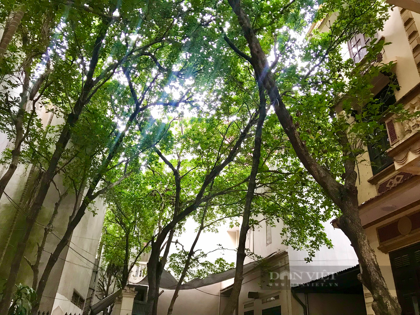 Xuân Đỉnh càng phát triển, hình bóng của cây hồng xiêm ngày càng thưa thớt, hiếm hoi. Ảnh: Nguyễn Tùng. Xuân Đỉnh càng phát triển, hình bóng của cây hồng xiêm ngày càng thưa thớt, hiếm hoi. Ảnh: Nguyễn Tùng.