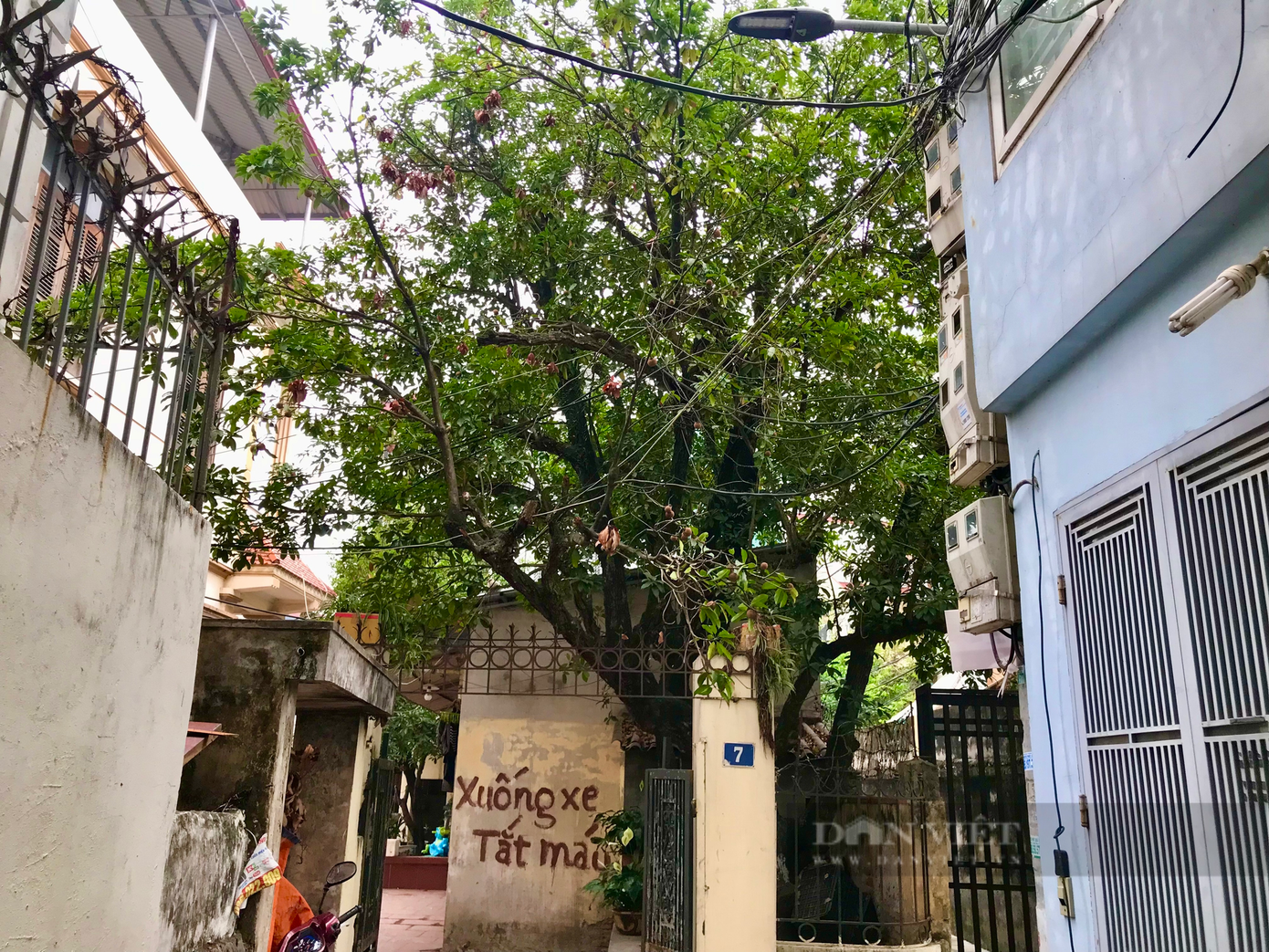 Cây hồng xiêm tổ Xuân Đỉnh nằm ẩn mình trong một con ngõ nhỏ. Ảnh: Nguyễn Tùng. Cây hồng xiêm tổ Xuân Đỉnh nằm ẩn mình trong một con ngõ nhỏ. Ảnh: Nguyễn Tùng.