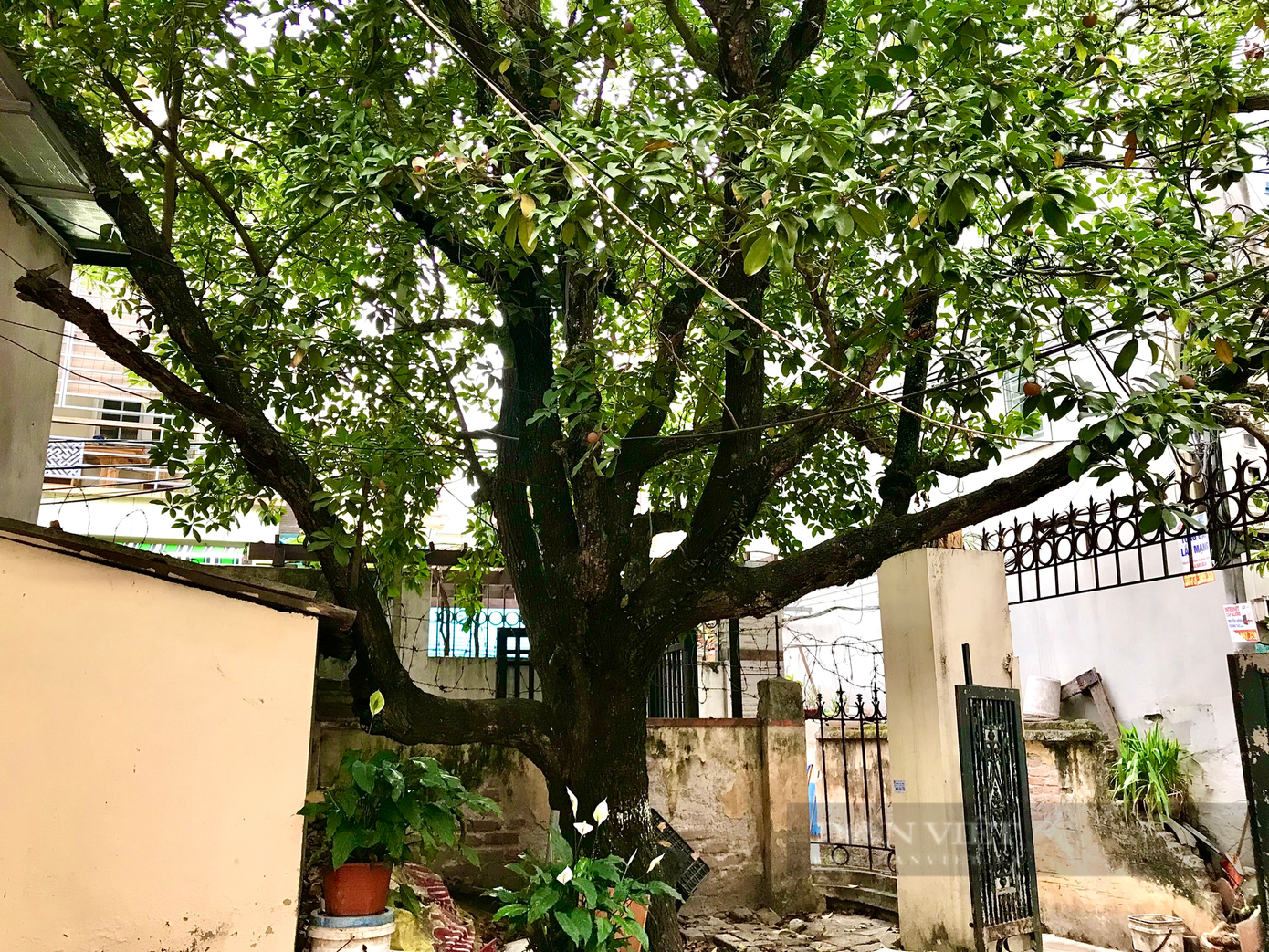 Nhìn cây hồng xiêm này, ít ai biết rằng nó đã có tuổi đời hơn 100 năm. Ảnh: Nguyễn Tùng. Nhìn cây hồng xiêm này, ít ai biết rằng nó đã có tuổi đời hơn 100 năm. Ảnh: Nguyễn Tùng.