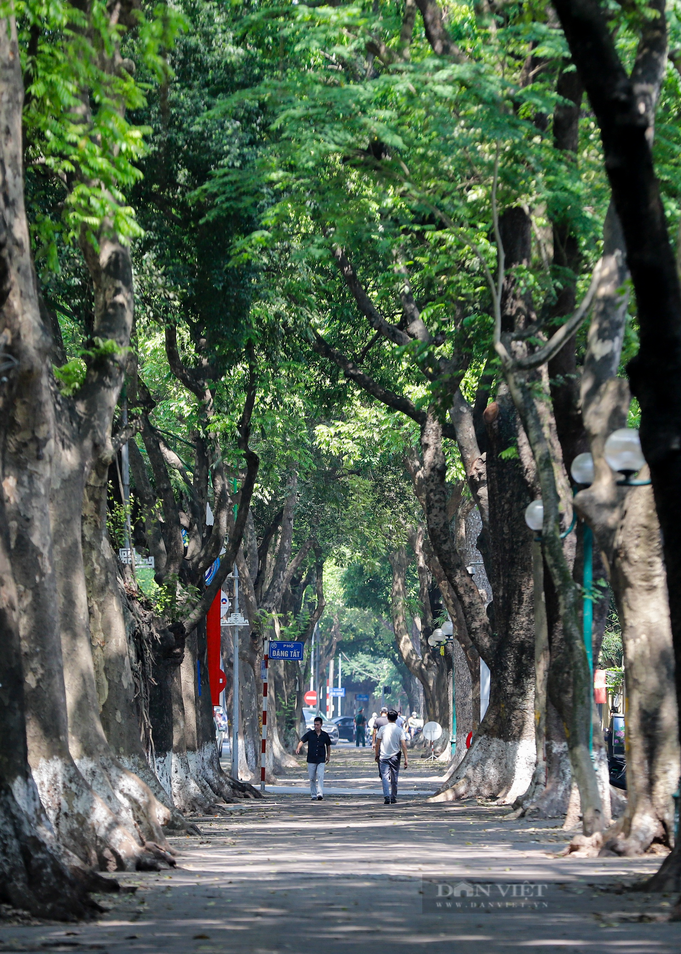 Theo ghi nhận của PV Dân Việt tại đường Phan Đình Phùng, hệ thống cây xanh cổ thụ 2 bên vỉa hè đã giúp việc đi lại, sinh hoạt của người dân được dễ chịu hơn trong những ngày hè nắng nóng.