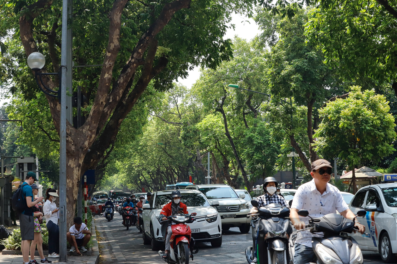 Người tham gia giao thông khi dừng xe chờ đèn đỏ tại đường Trần Phú, nơi có bóng cây cũng cảm thấy dễ chịu hơn.